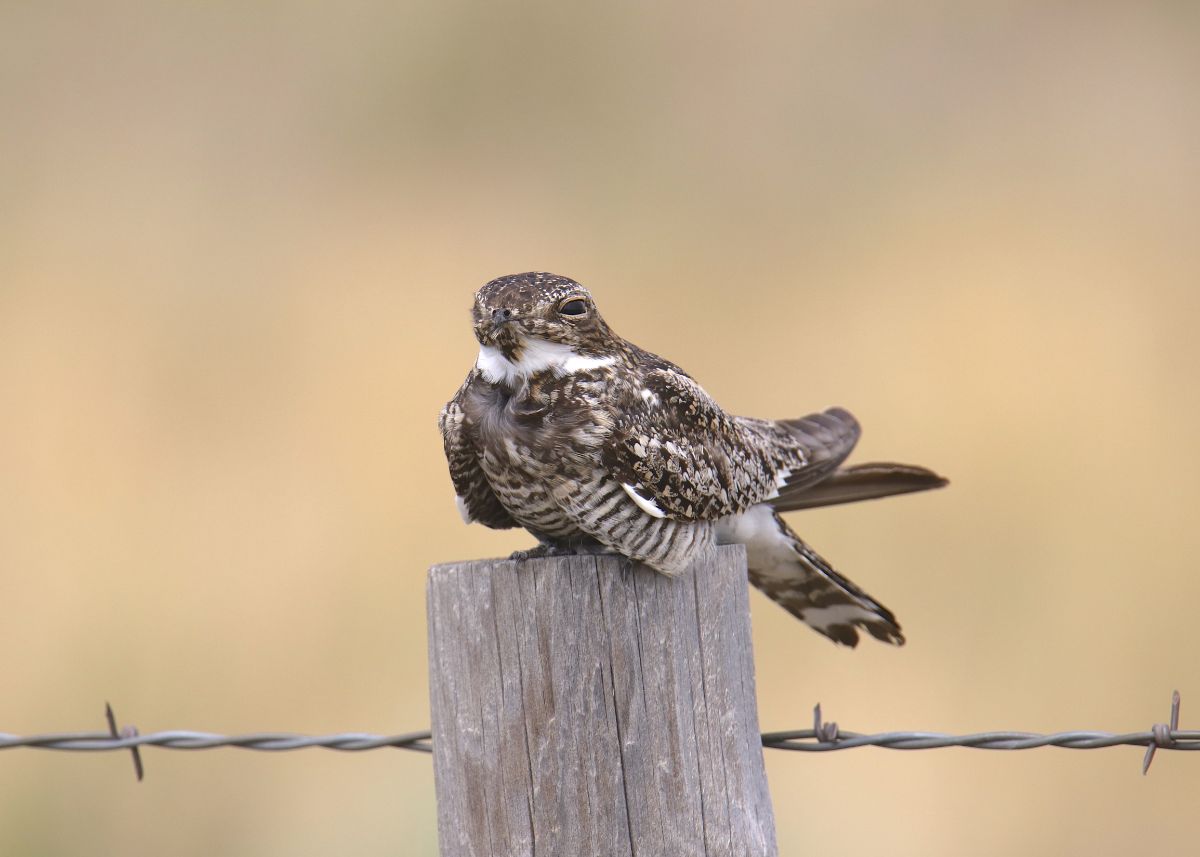 A cool-looking Nighthawk perched on a wooden pole.