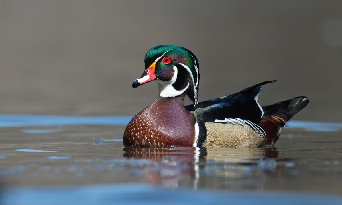 A beautiful Wood Duck swimming in the water.