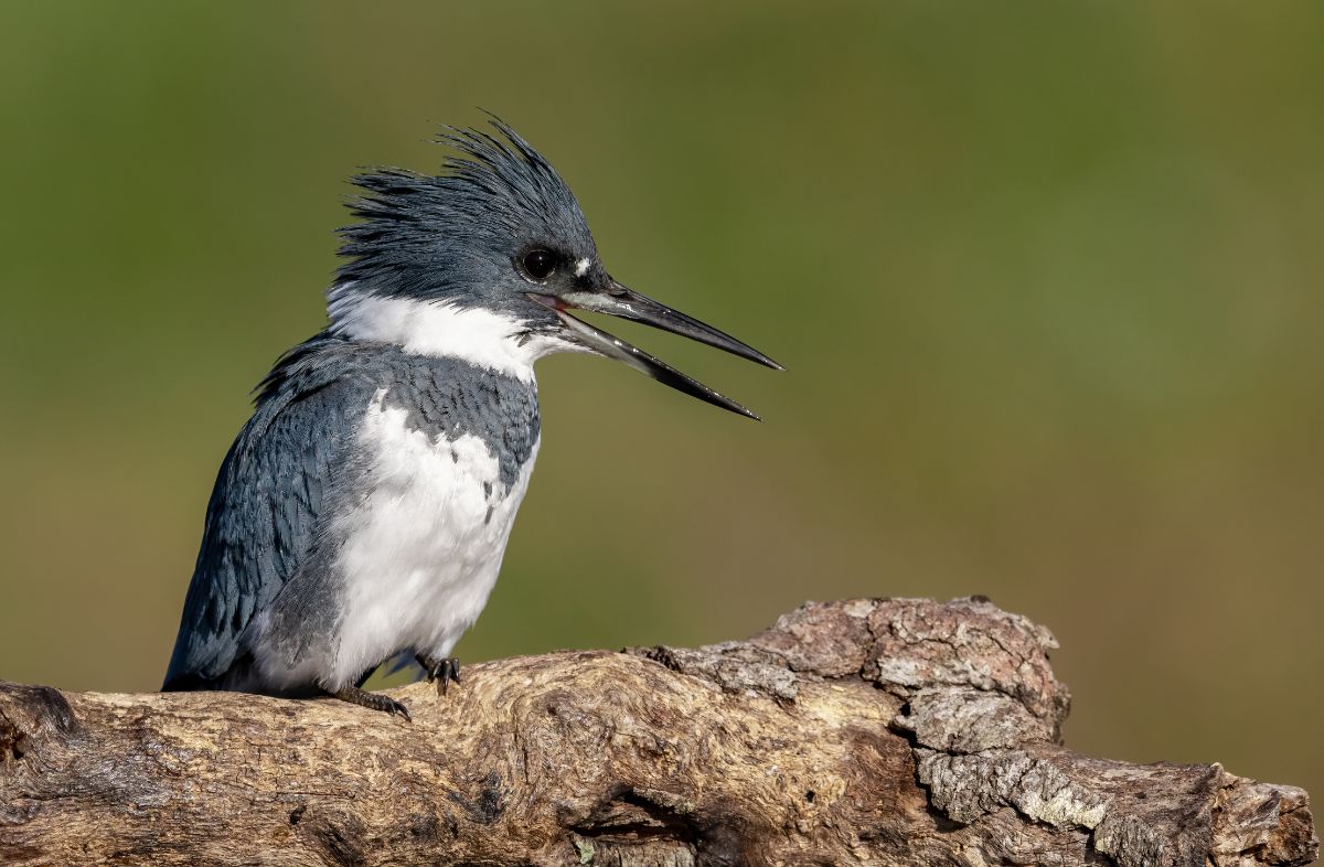 A cute Belted Kingfisher perched on a wooden log.