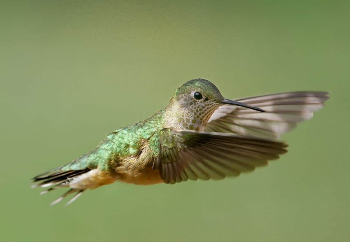 A beautiful flying Broad-tailed Hummingbird.