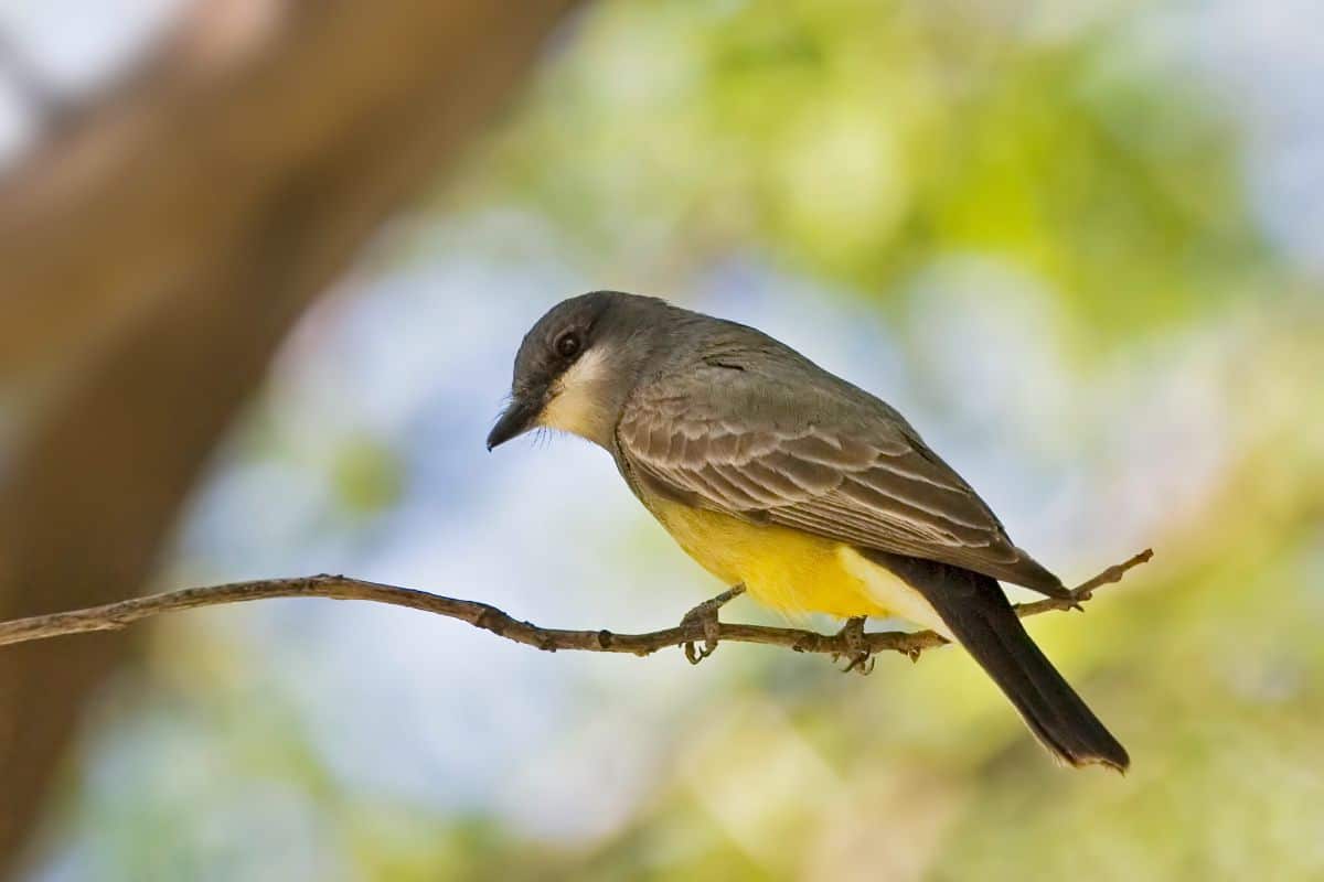 An adorable Western Kingbird perched on a thin branch.