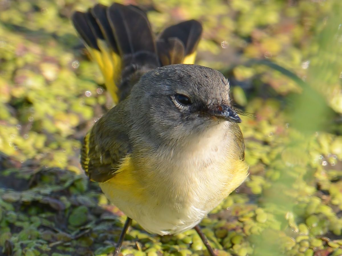 A close-up of a beautiful American Redstart Female.