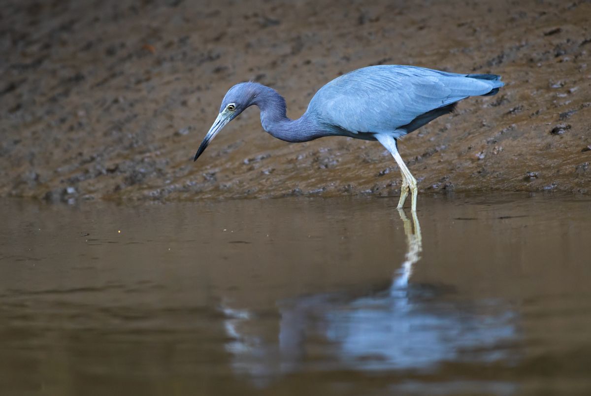 A beautiful Little Blue Heron standing in shallow water.