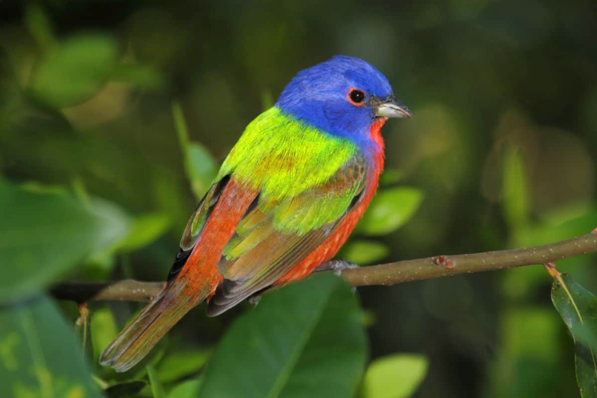 A beautiful multicolored Painted Bunting perched on a branch.