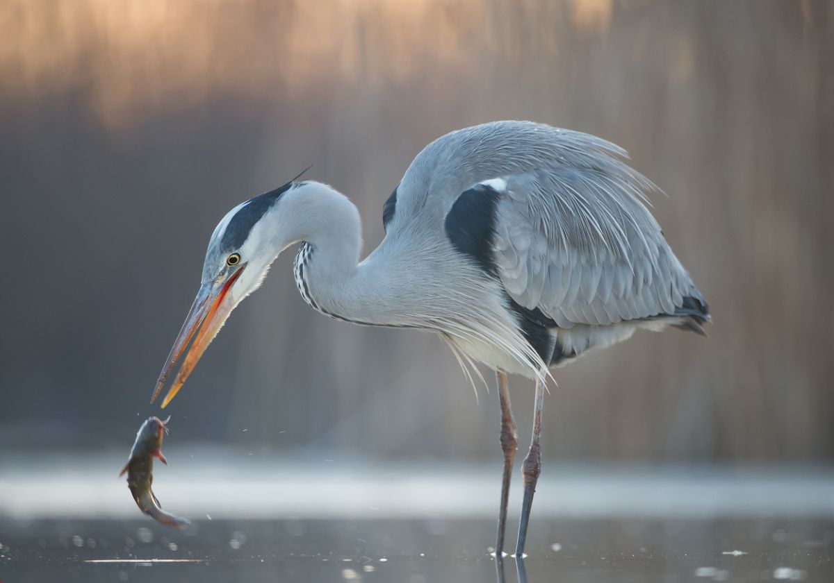 A beautiful Blue Heron catching a fish in shallow water.