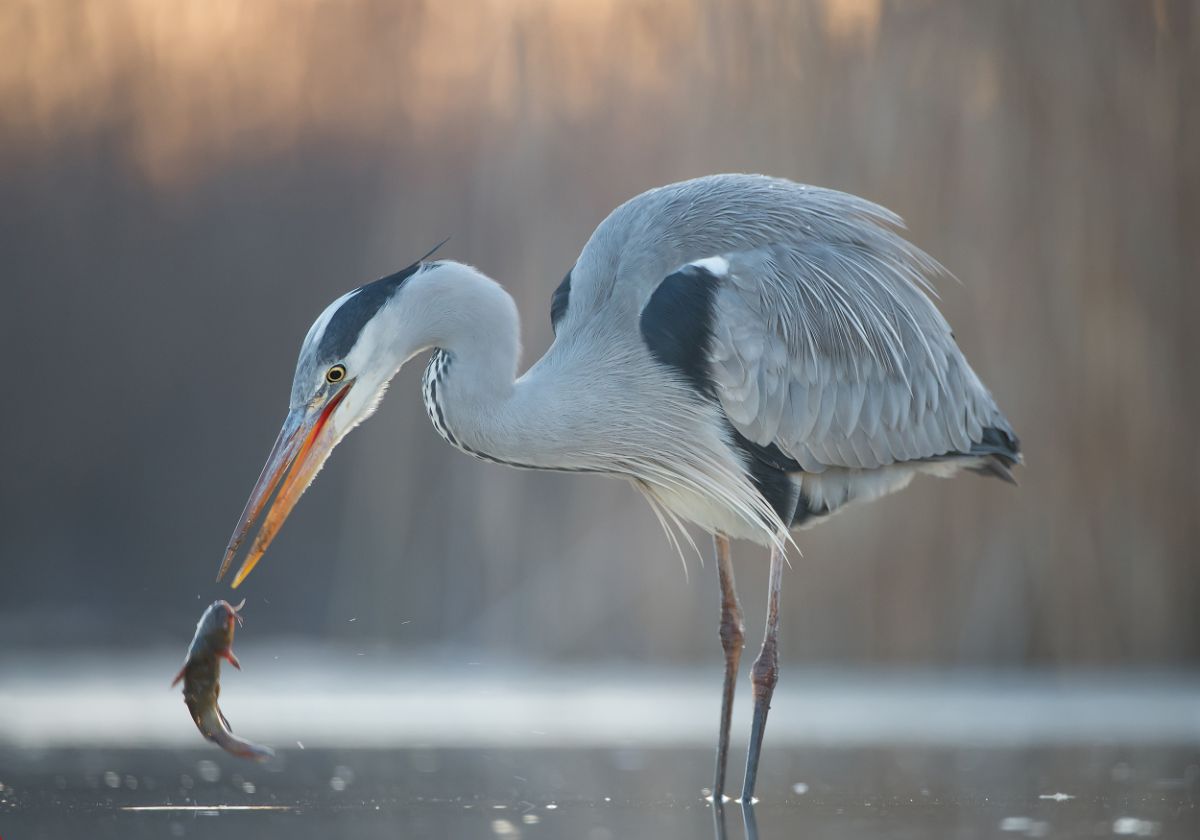 A tall Great Blue Heron catches a fish in shallow water.