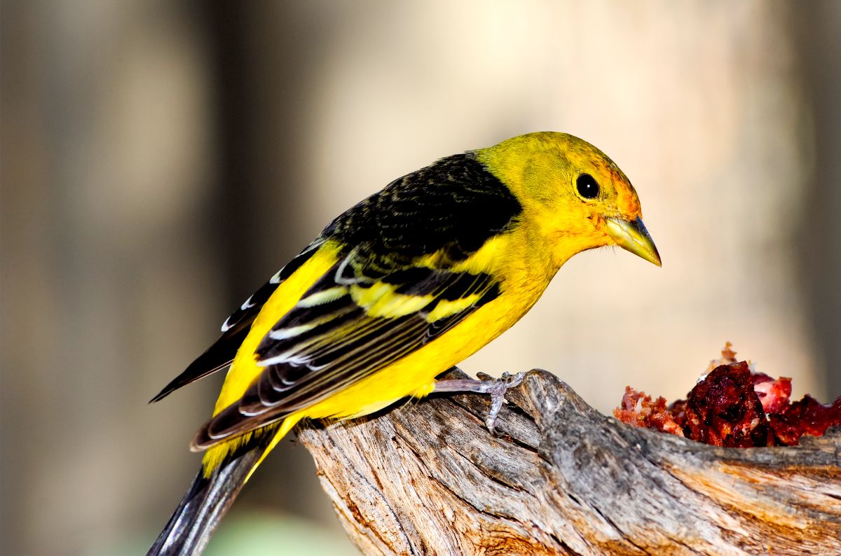A beautiful Western Tanager perched on a wooden log.