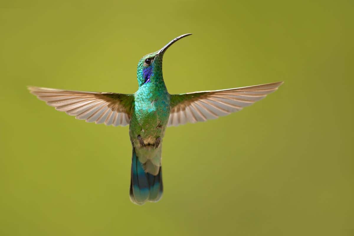 A beautiful flying Mexican Violetear.