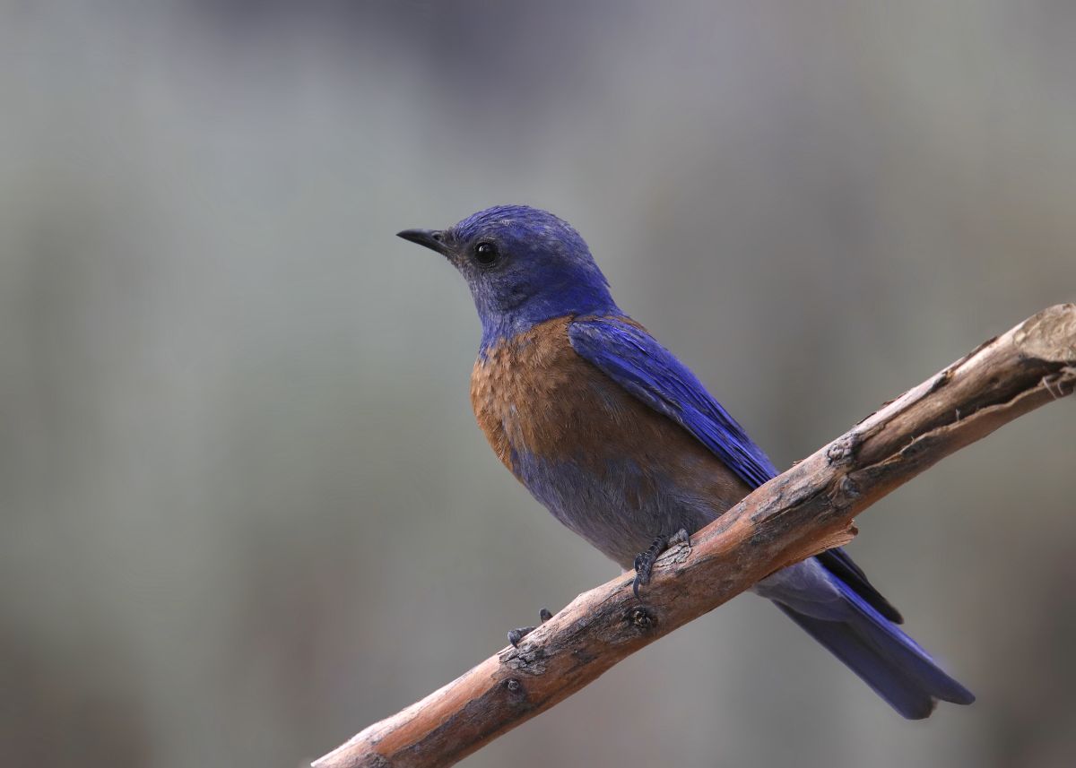 An adorable Western Bluebird perched on a branch.