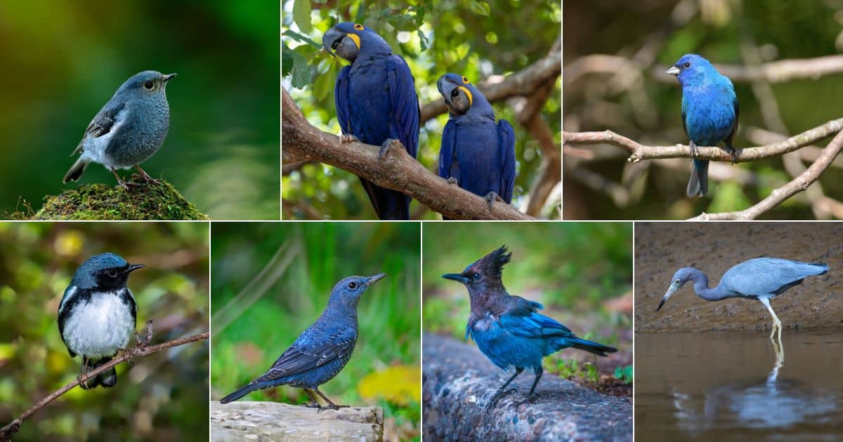 26 Majestic Birds That Are Blue (With Photos) facebook image.