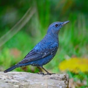 A beautiful Blue Rock Thrush perched on a rock.