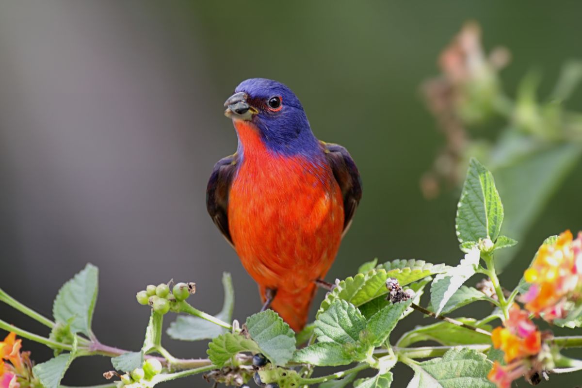 A beautiful Painted Bunting perched on a branch.