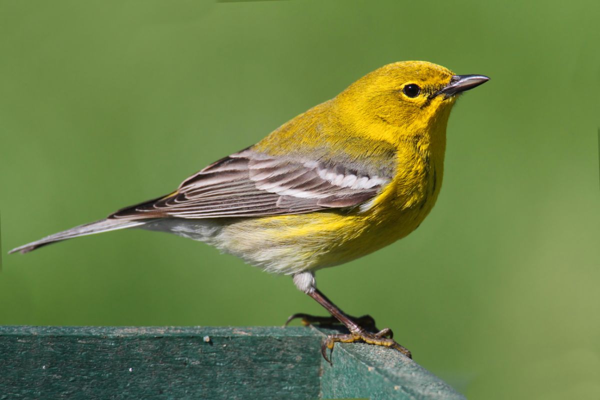 An adorable Pine Warbler perched on a wooden board.