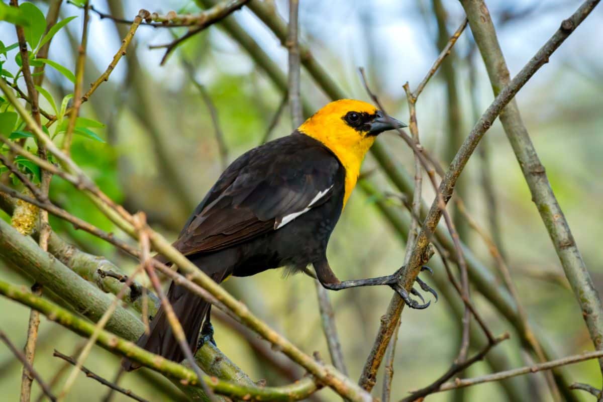 A beautiful Yellow-headed Blackbird perched on thin branches.
