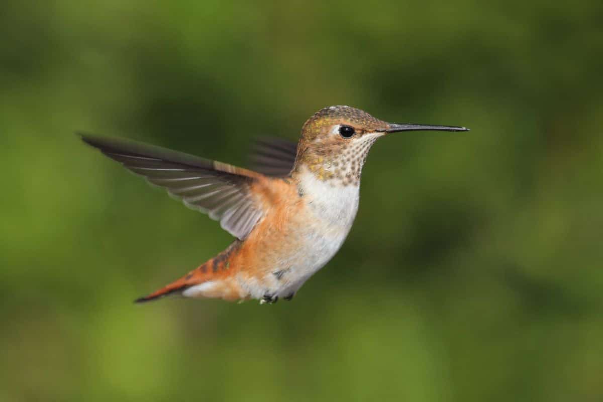 A beautiful flying Allen’s Hummingbird.