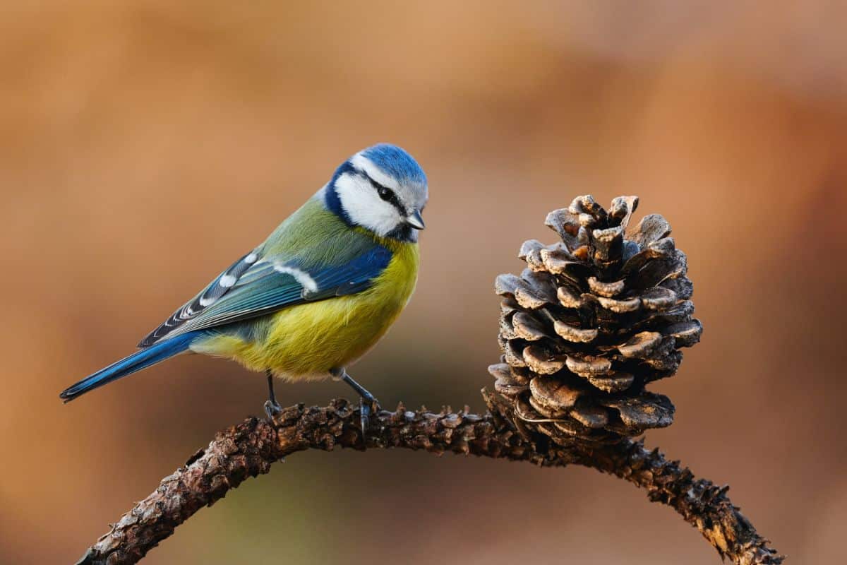 An adorable Eurasian Blue Tit perched on a branch near a pine cone.