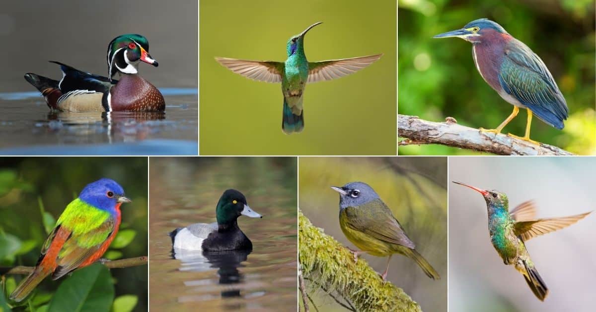 27 Types of Green Birds in Georgia (Photos Included) facebook image.