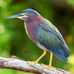 A beautiful colorful Green Heron perched on a dried branch.