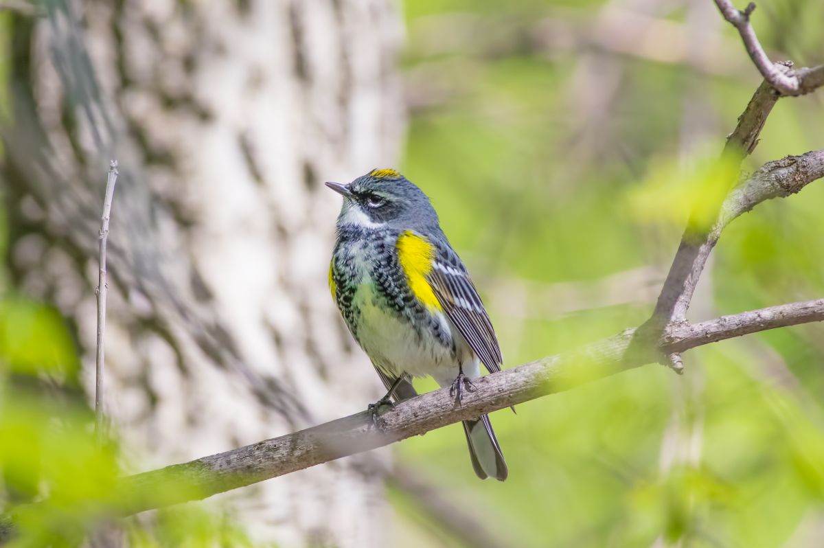 A cute Myrtle Warbler perched on a branch.