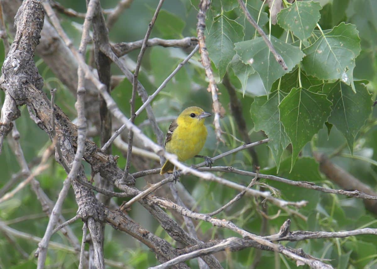 An adorable Orchard Oriole Female perched on a branch.