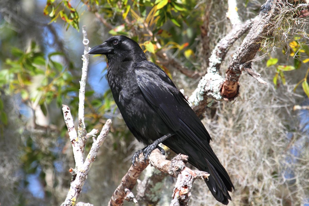 A beautiful American Crow perched on a branch.
