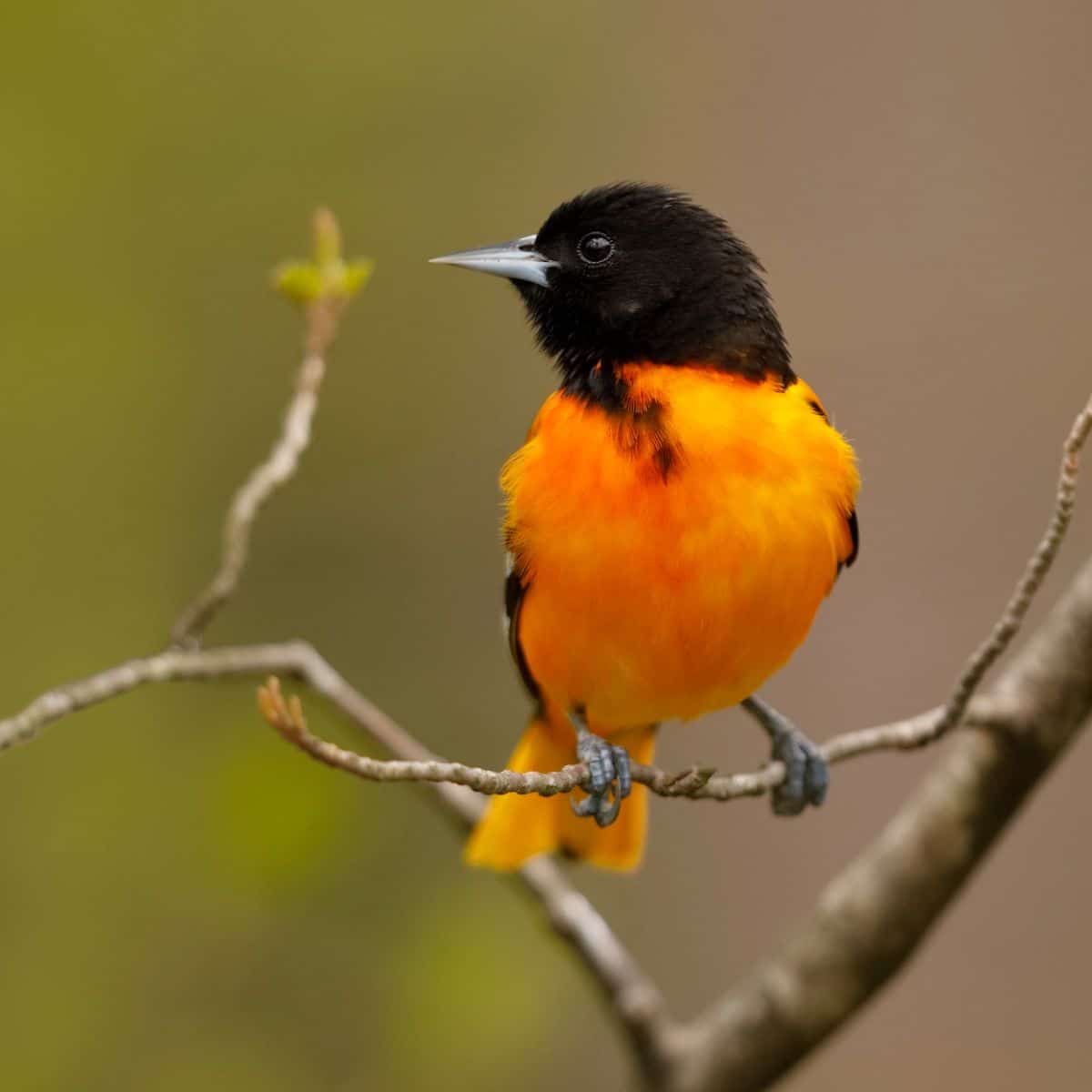 A beautiful Baltimore Oriole perched on a thin branch.
