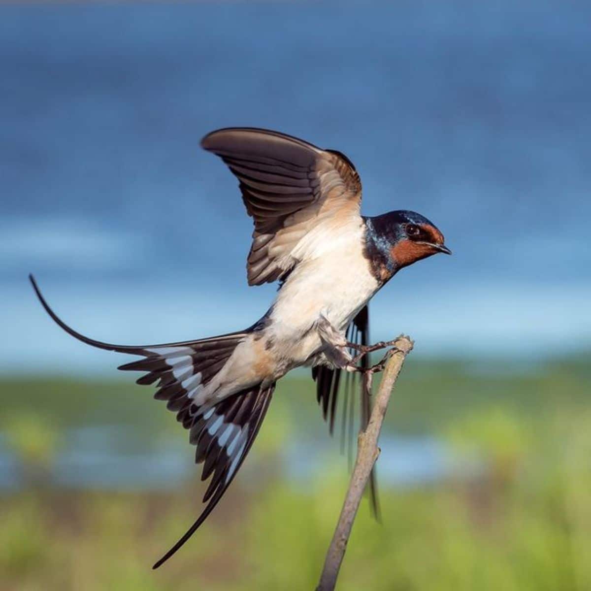 An adorable Barn Swallow perched on a branch.