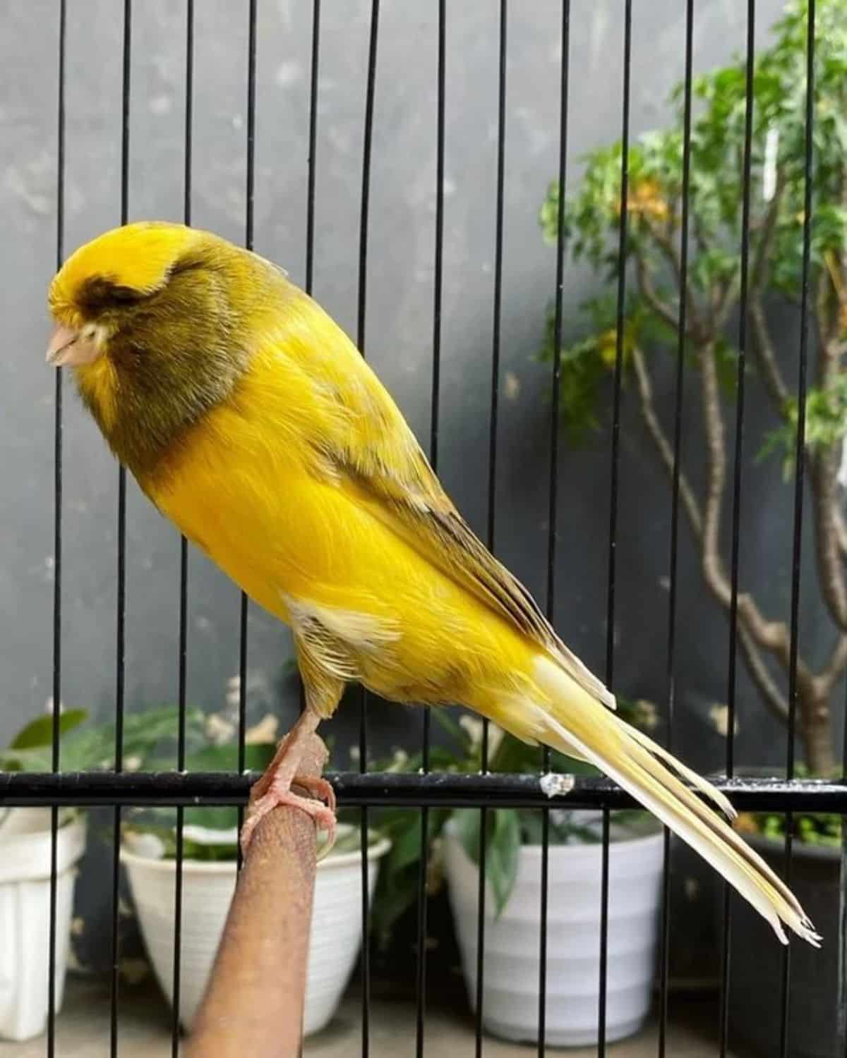 A beautiful Canary perched in a cage.