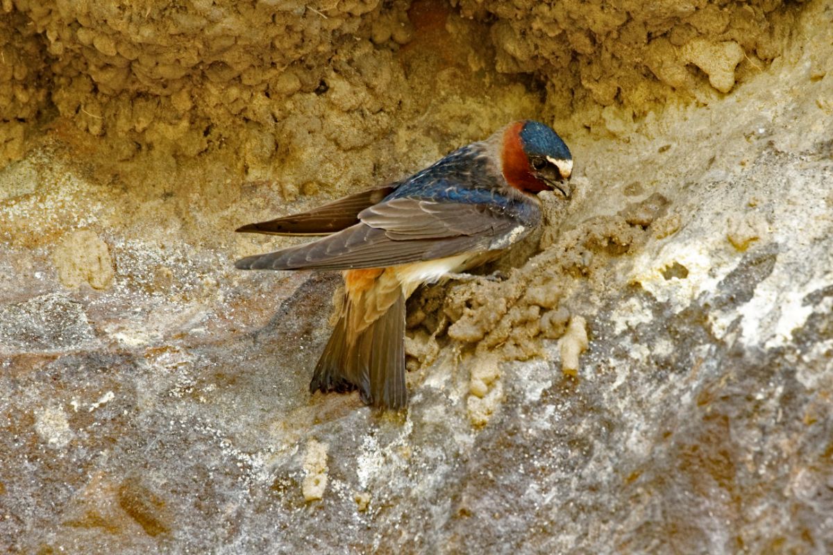 A beautiful Cliff Swallow building a nest on a cliff.