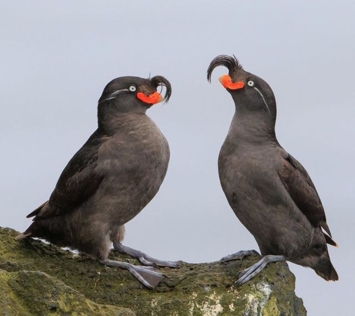 Two adorable Crested Auklets perched on a rock.