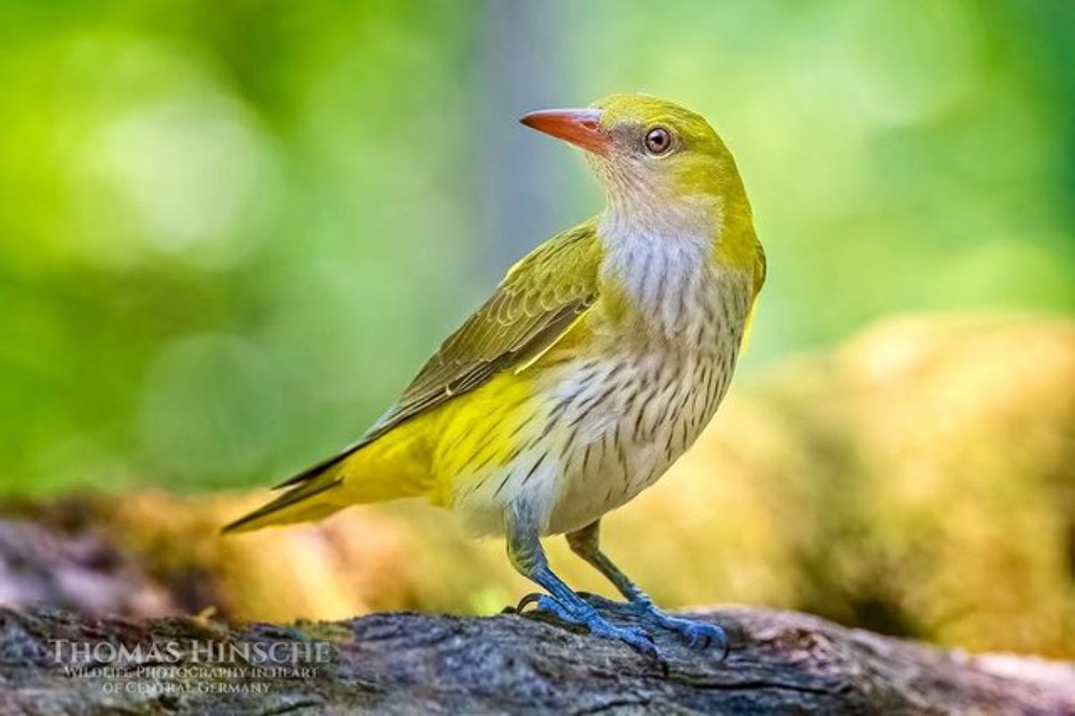 A beautiful  Eurasian Golden Oriole perched on a branch.