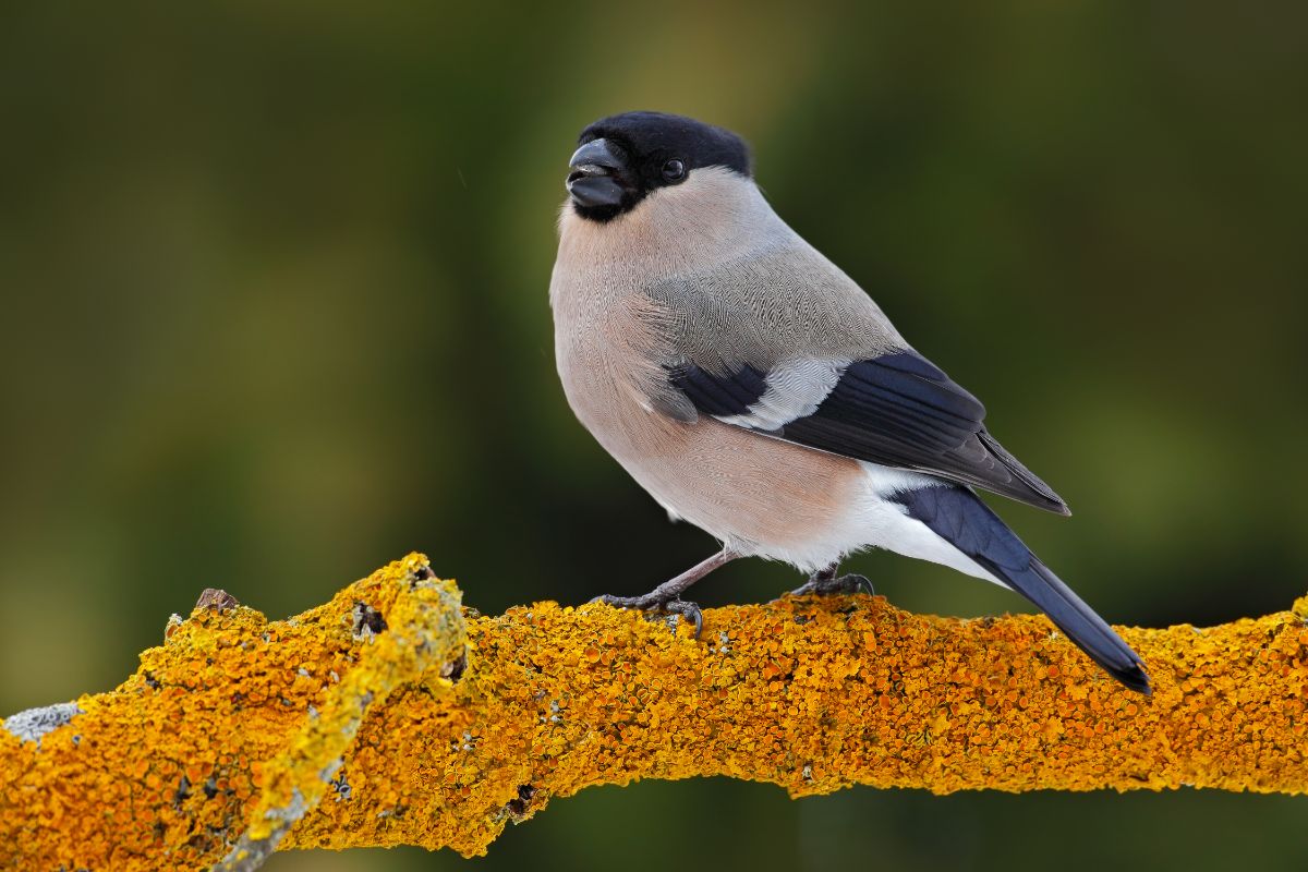 A beautiful female Finch perched on a moss-covered branch.