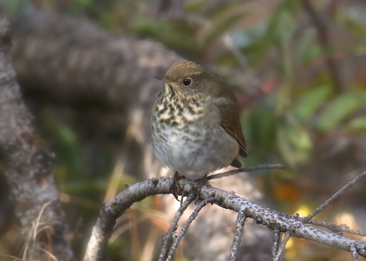 An adorable Hermit Thrush perched on a branch.