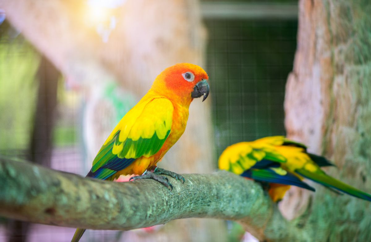 A beautiful Lovebird perched on a branch.