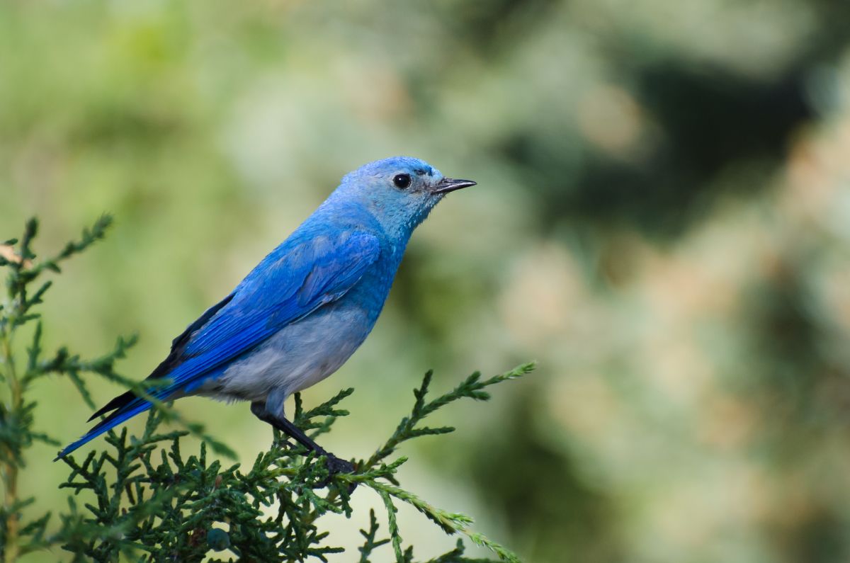 An adorable Mountain Bluebird perched on a bush.