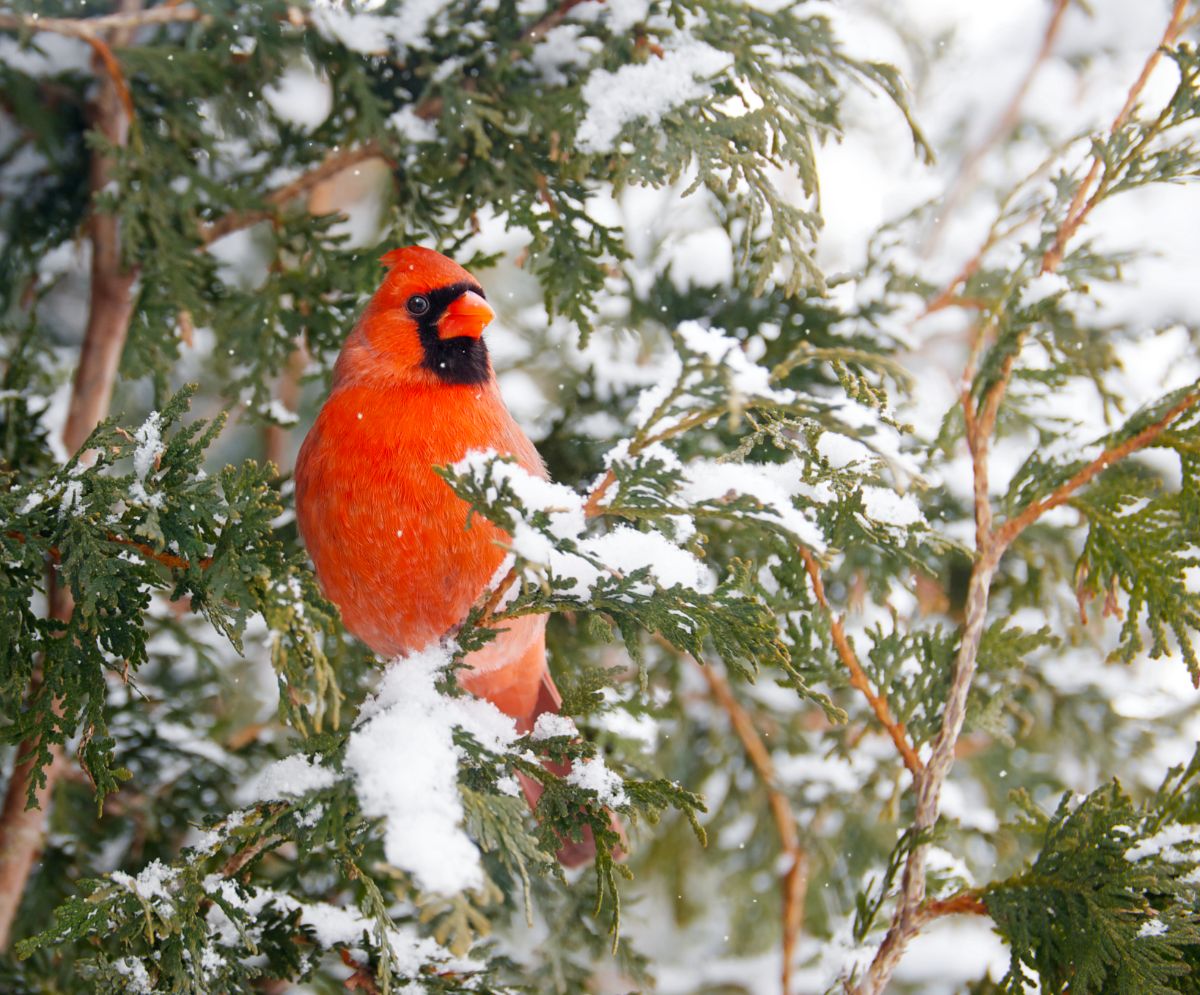 A beautiful Northern Cardinal perched on a snow-covered branch.