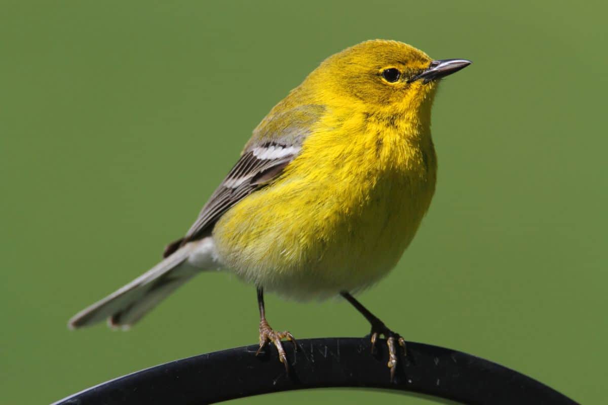 A cute Pine Warbler perched on a metal fence.