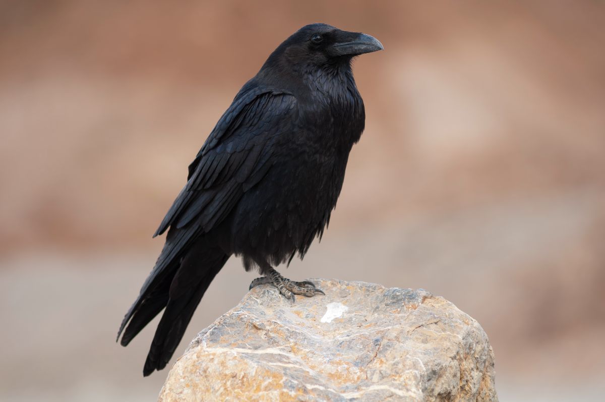 A beautiful black Raven perched on a rock.