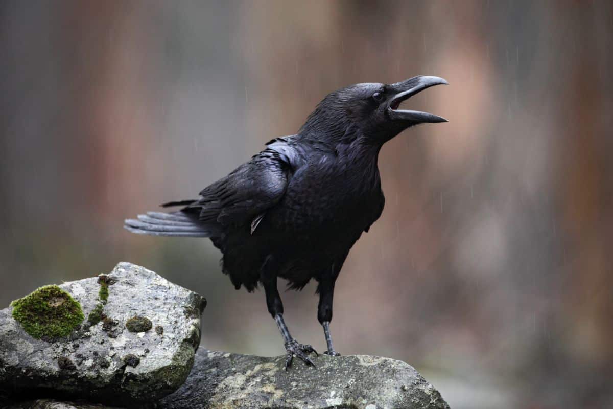 A beautiful raven with an open beak perched on a rock.
