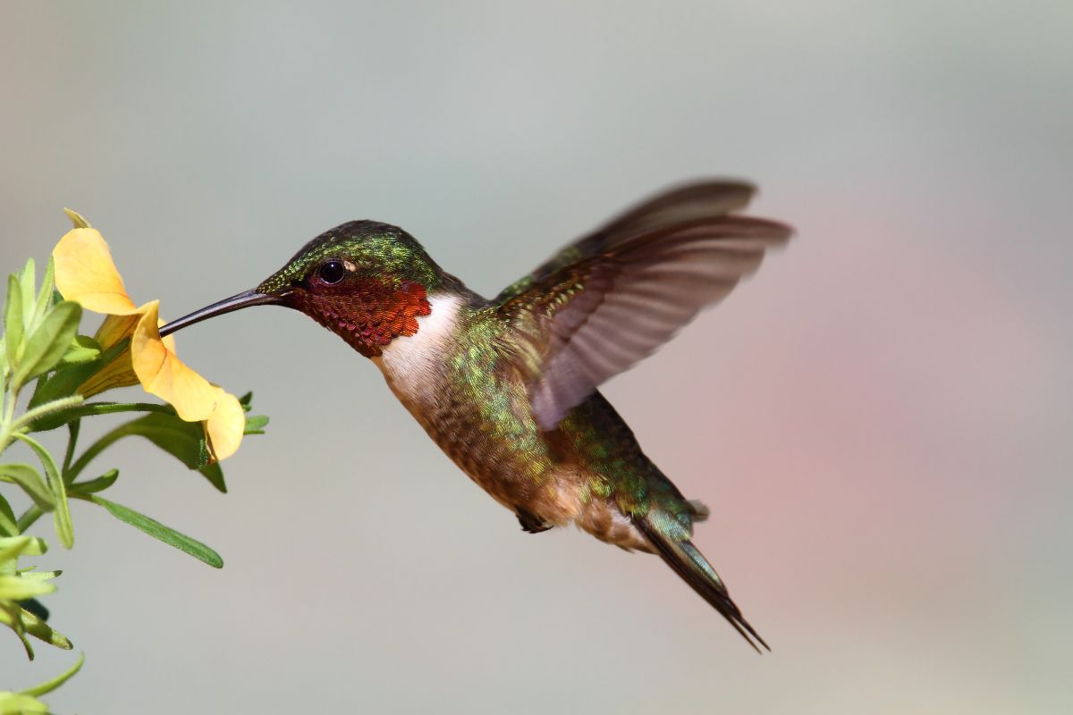 A beautiful Ruby-throated Hummingbird sipping nectar from a yellow flower.