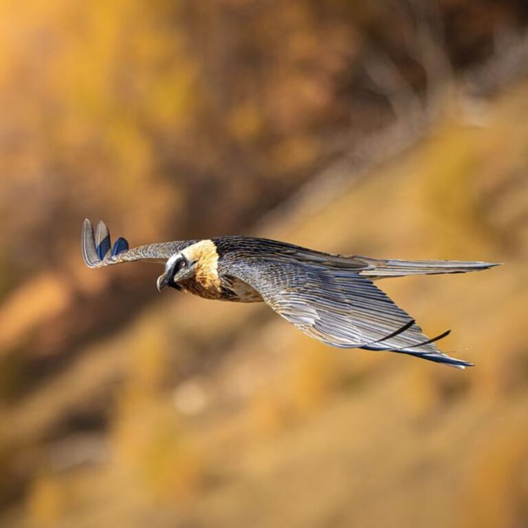 7 Birds That Bring Bad Luck Real Stories Bird Nature 7-birds-that-bring-bad-luck-real-stories-bird-nature