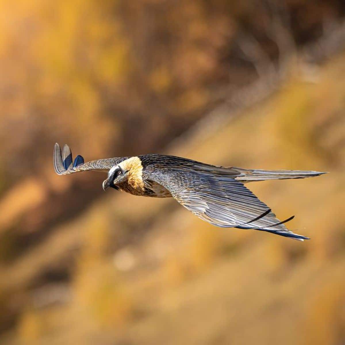 A beautiful flying vulture.