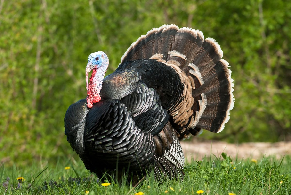 A big majestic Wild Turkey on a meadow.