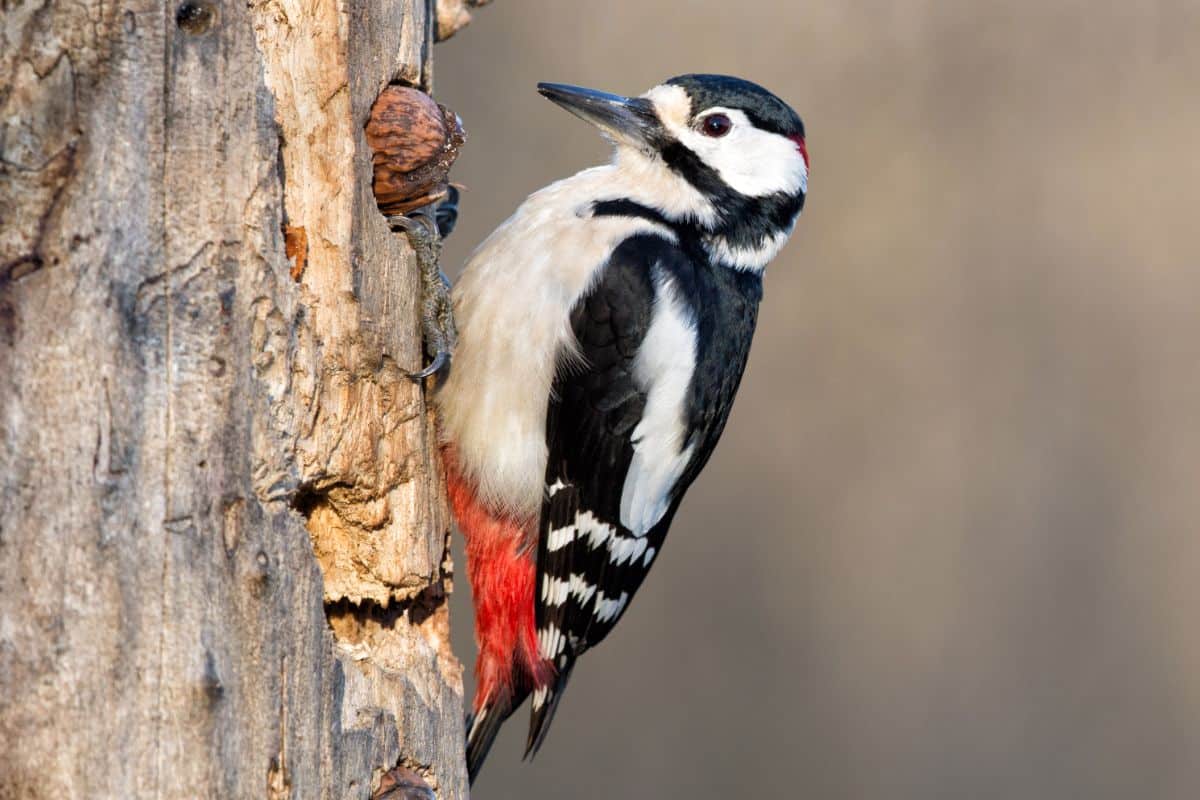 A beautiful red Woodpecker on a dried tree.