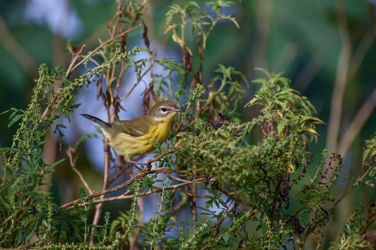 A cute Prairie Warbler perched on a shrub branch.