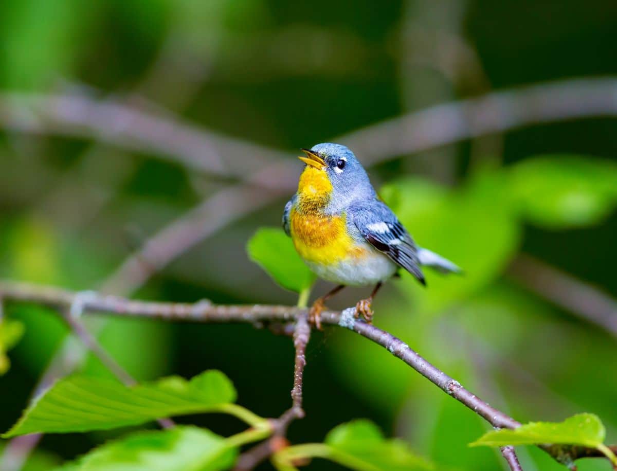 An adorable Northern Parula perched on a thin branch.