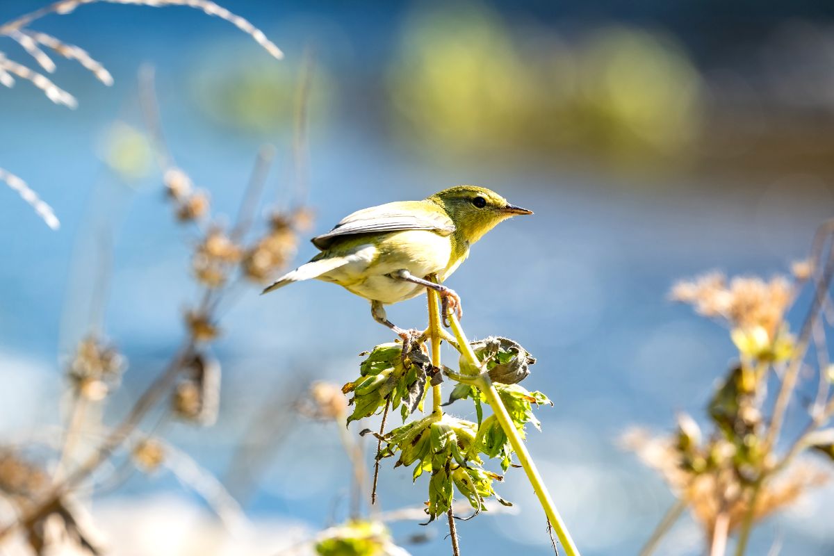 A cute Orange-crowned Warbler perched on a stem on a sunny day.