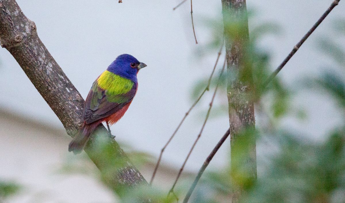 A beautiful colorful Painted Bunting Female perched on a branch.