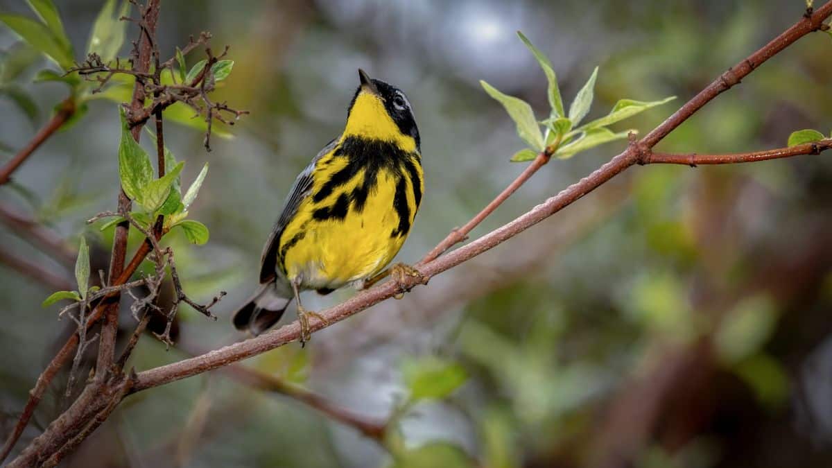 A beautiful Magnolia Warbler perched on a thin branch.
