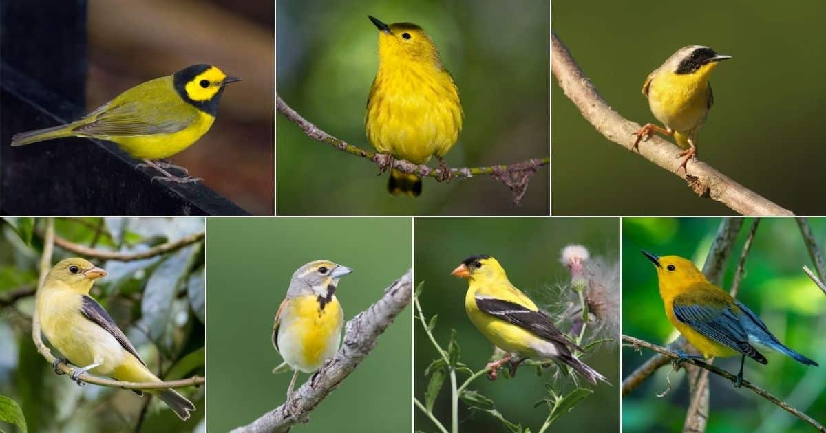 37 Types of Yellow Birds in Georgia (Photos Included) facebook image.